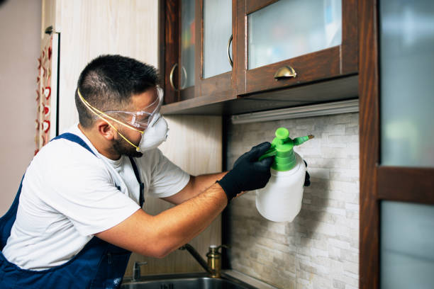 Best Insect Control  in Albuquerque, NM