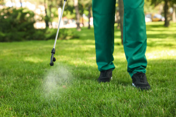 Wasp Removal Services in Albuquerque, NM