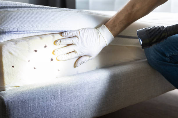 Professional Pest Control in Albuquerque, NM