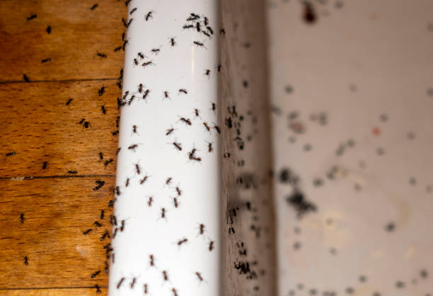 Best Best Pest Control Companies  in Albuquerque, NM