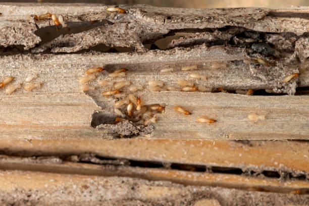 Albuquerque, NM Pest Control Pros
