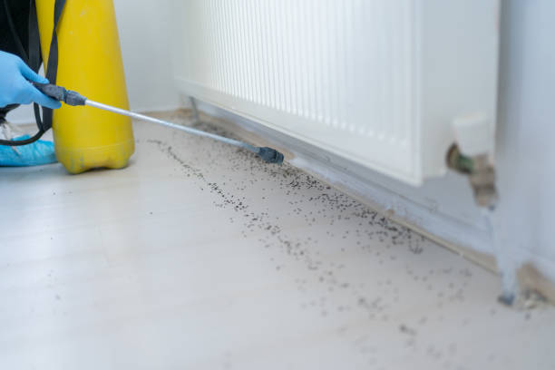 Best Spider Control Near Me  in Albuquerque, NM