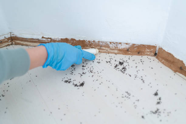 Best Mosquito Control Services  in Albuquerque, NM